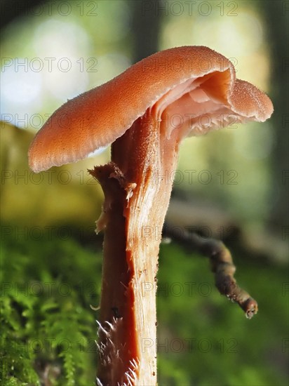 Mushroom Reddish varnish funnel (Laccaria laccata), blurred background, North Rhine-Westphalia,