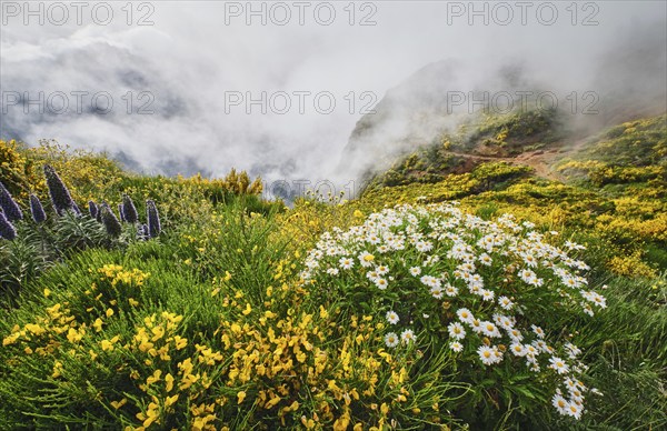Madeira landscape with daisy and Pride of madeira flowers and blooming Cytisus shrubs and mountains
