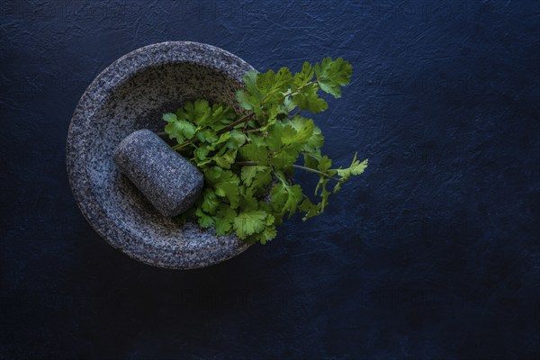 Coriander fresh cilantro in a molcajete mortar and pestle