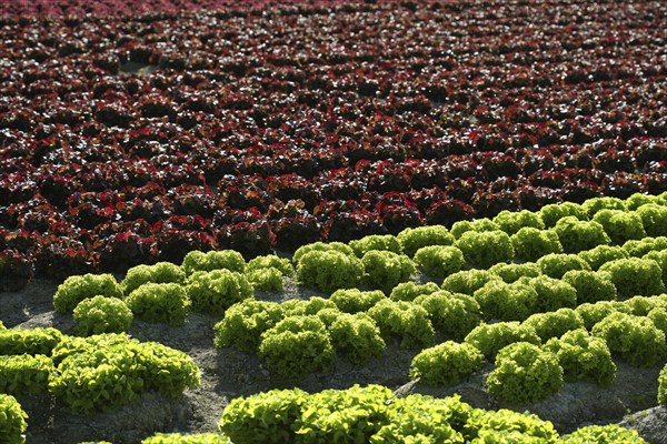 Red little baby lettuce in the fields from spain