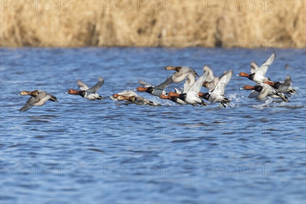 Common Pochard ducks flying over water (Aythya ferina)