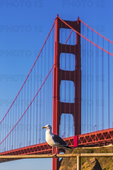 San Francisco Golden Gate Bridge seagull California USA