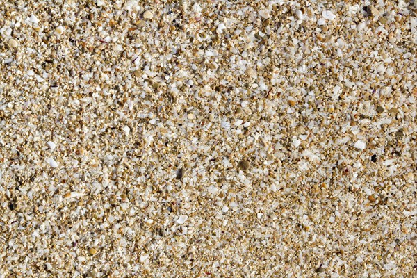Ibiza sand macro soil texture with little cracked shell bits