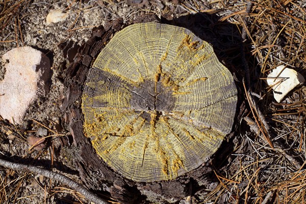 Felled pine tree section cutted detail with dried resin