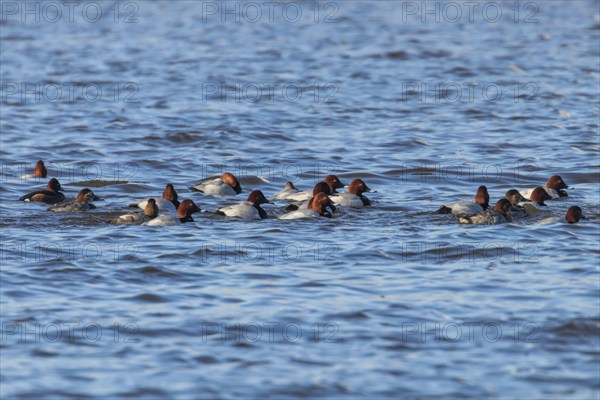 Common Pochard ducks swimming in the lake (Aythya ferina)