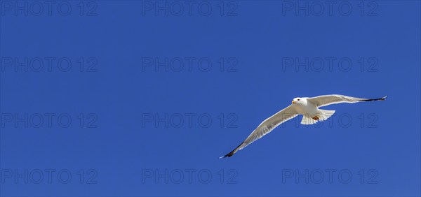 Great black backed gull in flight over the sea