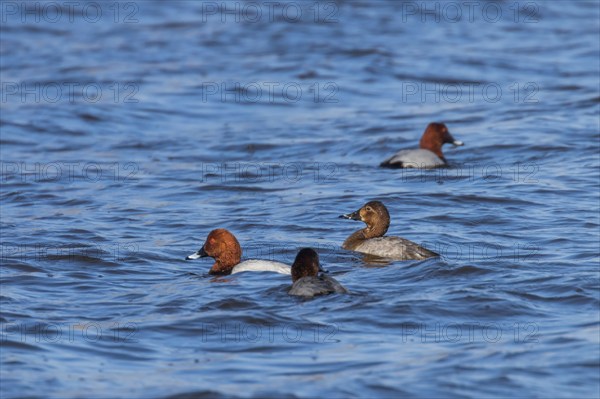 Common Pochard ducks swimming in the lake (Aythya ferina)