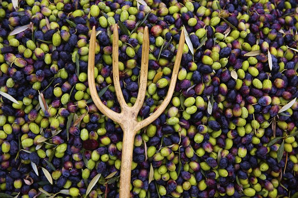 Olives texture in harvest picking with net and wooden fork at Mediterranean