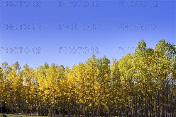 Autumn early fall forest with yellow poplar trees in a row