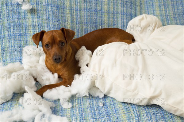 Naughty playful puppy dog after biting a pillow tired of hard work