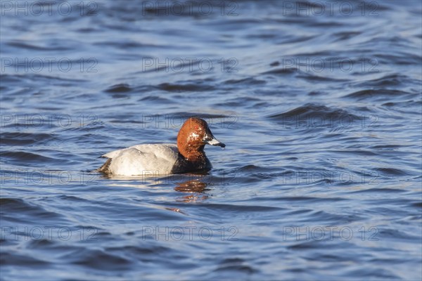 Common Pochard male swimming in the lake (Aythya ferina)