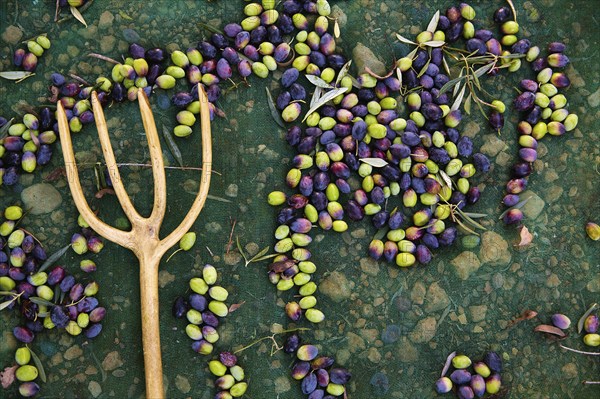 Olives texture in harvest picking with net and wooden fork at Mediterranean