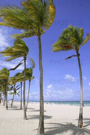Fort Lauderdale Florida tropical beach with palm trees over blue sky