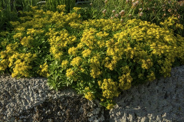 Yellow Phedimus aizoon flowers in the spring