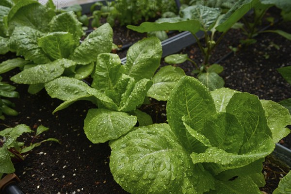 Urban homestead with lettuces after rain drops