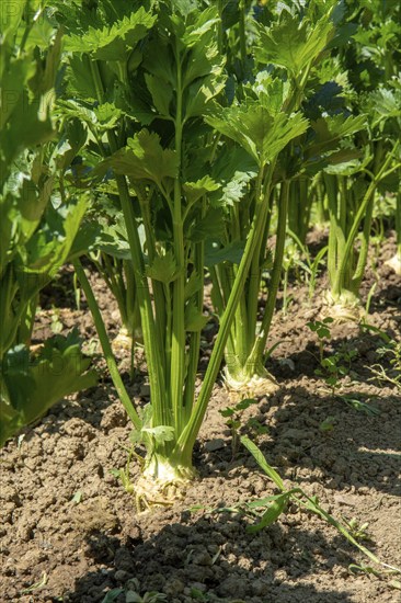 Row of Celery plant growing in the vegetable garden. Celery is a marshland plant in the family