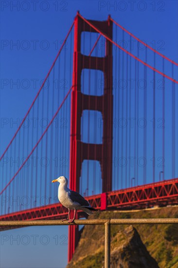 San Francisco Golden Gate Bridge seagull California USA