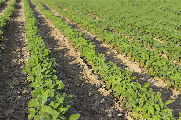 Young green soy plants with large leaves grow in the field