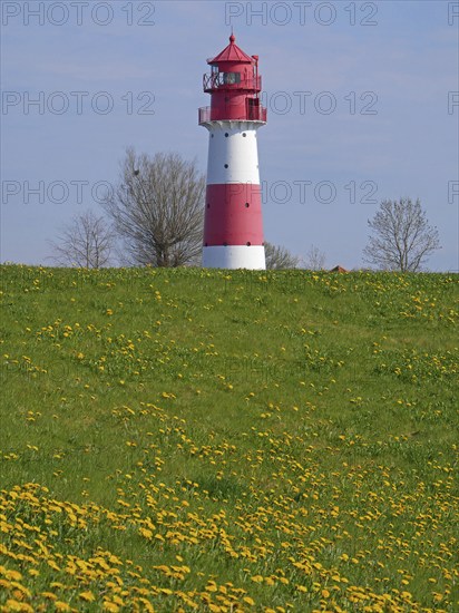 Dandelions galore: view of the Falshöft lighthouse in spring. Schleswig-Holstein, Germany, Europe