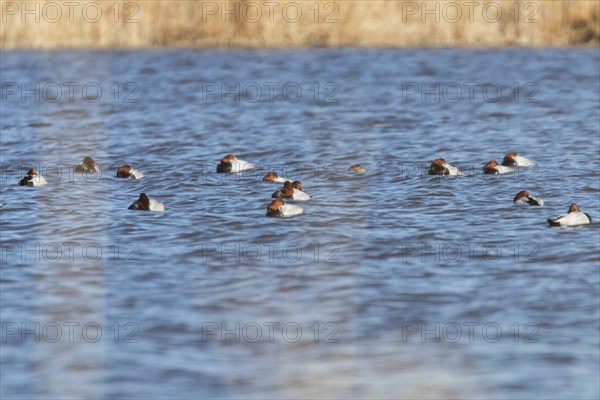 Common Pochard ducks swimming in the lake (Aythya ferina)