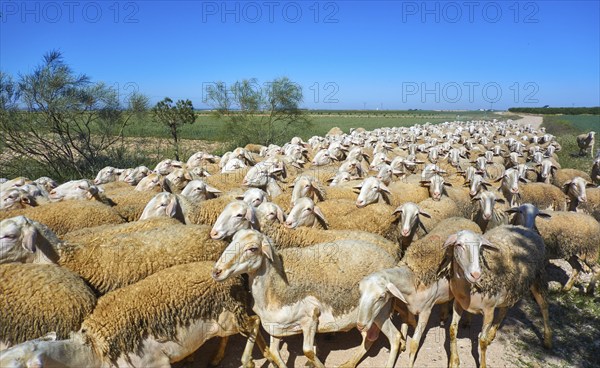 Sheeps flock in Castile La Mancha of Spain Albacete