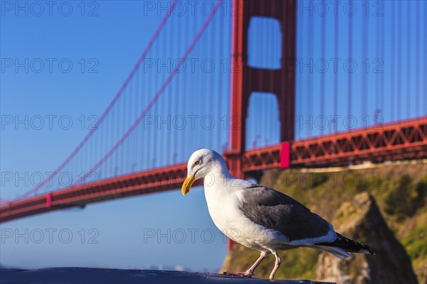 San Francisco Golden Gate Bridge seagull California USA