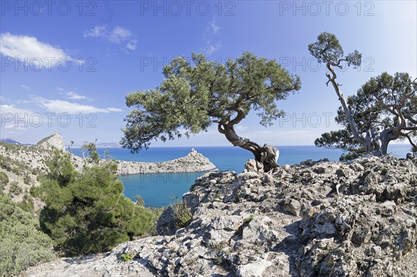 Two old curved relict tree-like juniper (Juniperus excelsa) . on a rock above the sea. Karaul-Oba,