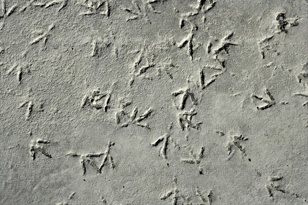 Seagull bird footprint on concrete, pattern gray texture