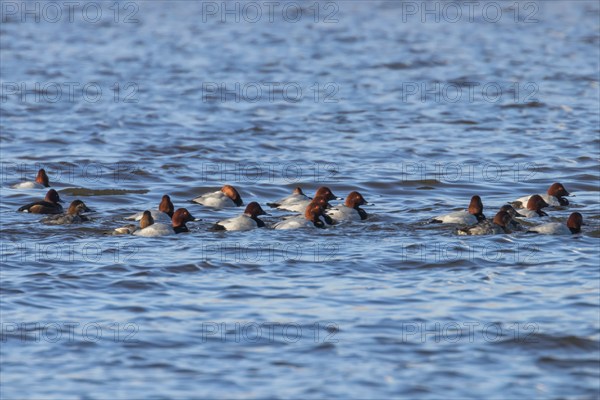 Common Pochard ducks swimming in the lake (Aythya ferina)