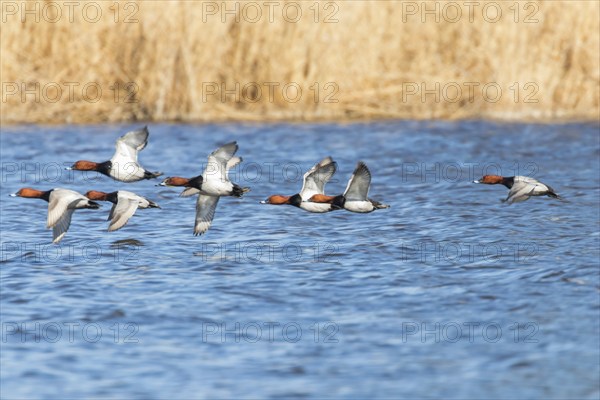 Common Pochard ducks flying over water (Aythya ferina)