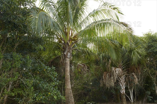 Florida Sanibel and Captiva island coconut palm trees in US