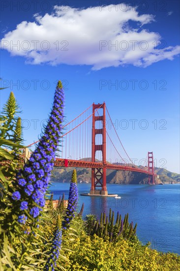 Golden Gate Bridge San Francisco purple flowers Echium candicans in California