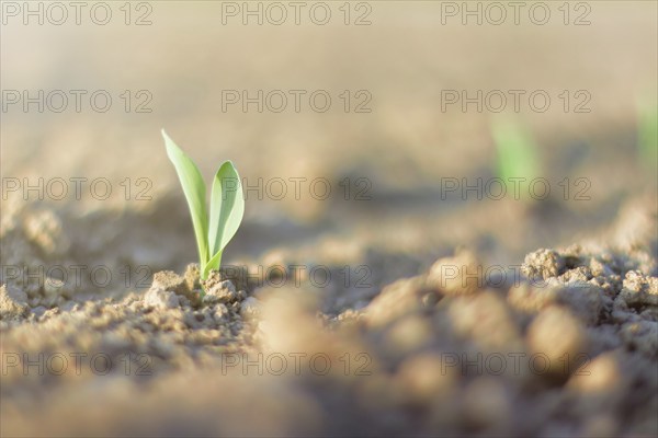 Green cereal sprout. Growing Young Green Corn Seedling