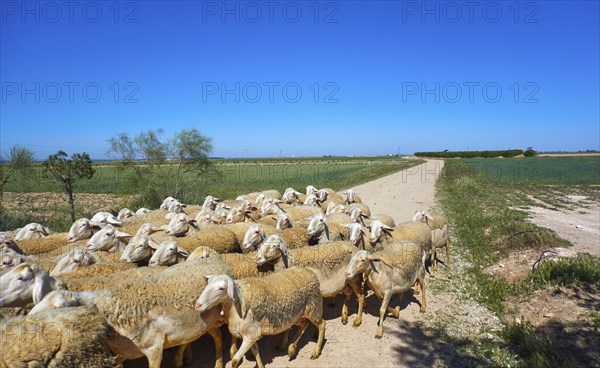 Sheeps flock in Castile La Mancha of Spain Albacete