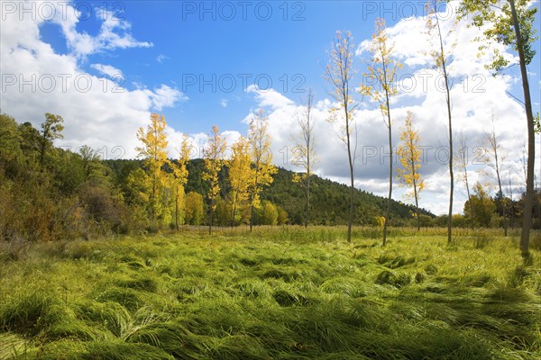 Autumn fall forest with yellow golden poplar trees outdoor nature and blue sky