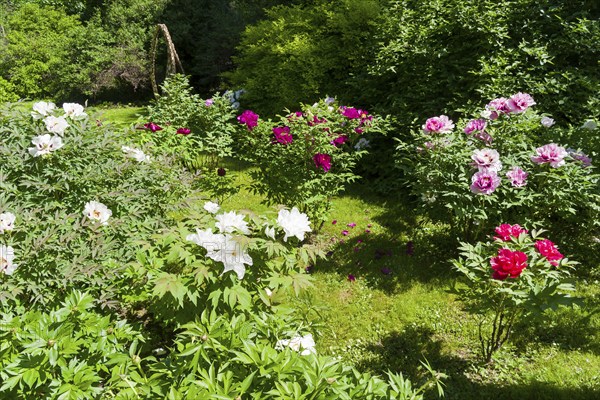 Flowering colorful tree peonies in a botanical garden. Sunny day at the end of May