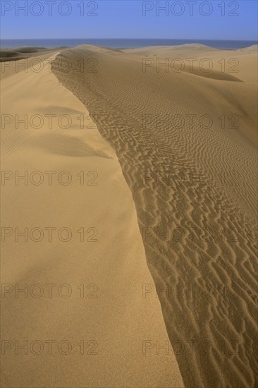 Desert dunes sand in Maspalomas Oasis Gran Canaria at Canary islands