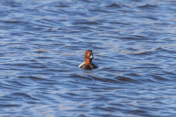 Common Pochard male swimming in the lake (Aythya ferina)