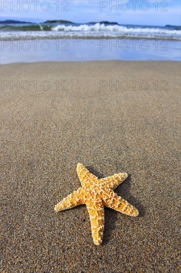 Starfish on the beach