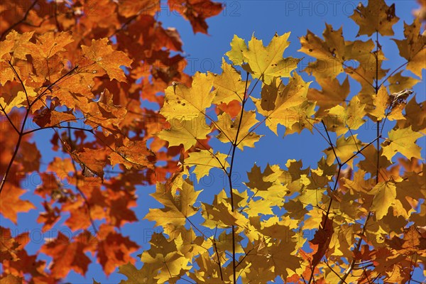Autumn leaves (Acer), in warm yellow and orange tones against a clear blue sky, autumn, Ontario,