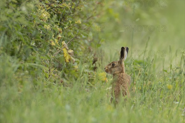 Brown hare (Lepus europaeus) adult animal in grassland next to a hedgerow, Norfolk, England United