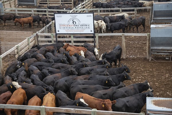 Oklahoma City, Oklahoma, Cattle in a pen awaiting auction at the Oklahoma National Stockyards.