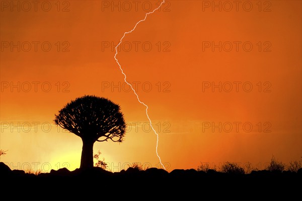 Sunset with lightning in the quiver tree forest, Namibia, Africa, Africa