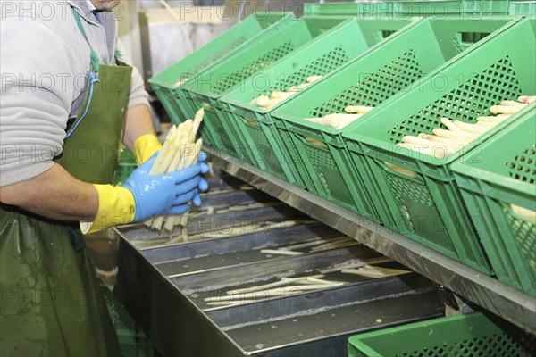 Agriculture asparagus washing and sorting with washing machine and sorting machine on a farm in