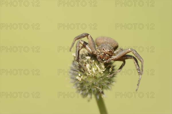 Crab spider (Xysticus spec.), Provence, Southern France