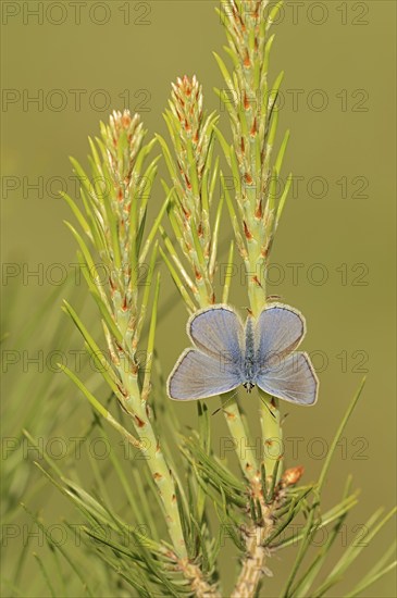 Common blue butterfly (Polyommatus icarus), male, Provence, southern France