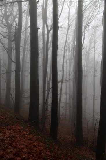 Beech woodland obscured by low cloud fog, Shipka Pass, Bulgaria, eastern Europe, Europe