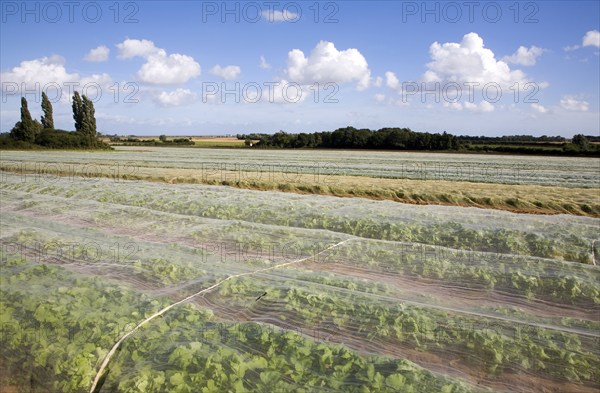 Turnip crop growing in a field under protective fleece, Hollesley, Suffolk, England, United