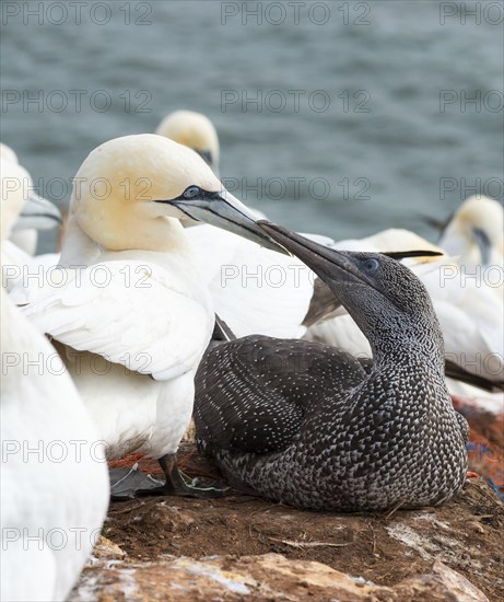 Northern gannet (Morus bassanus) (synonym: Sula bassana), one with white plumage and yellow head,