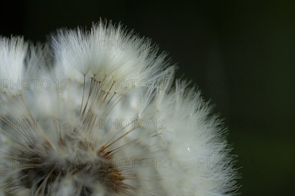 Common dandelion (Taraxacum) in detail, Mindelheim, Bavaria, Germany, Europe